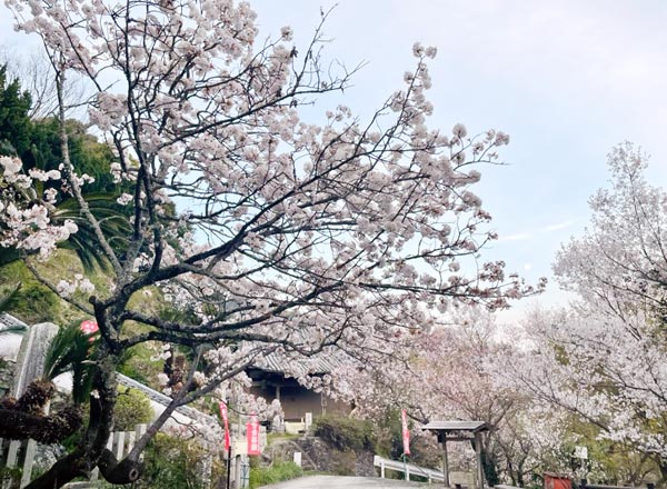 福勝寺 ソメイヨシノが満開の不動護摩供