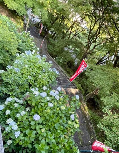 福勝寺 草刈り 境内に紫陽花 岩屋山 金剛寿院 福勝寺 和歌山 福勝寺 草刈り 境内に紫陽花 岩屋山 金剛寿院 福勝寺 和歌山