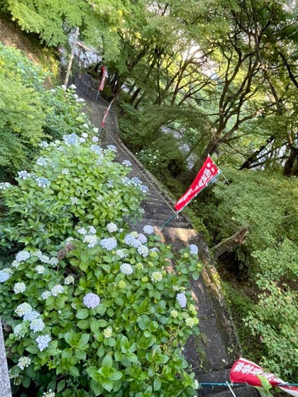 福勝寺　草刈り（境内に紫陽花）